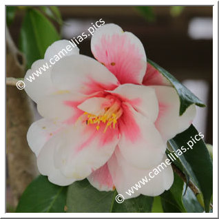 Camellia Japonica 'Takara-awase'