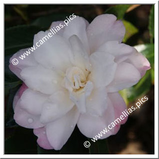 Camellia Sasanqua 'Takarazuka'