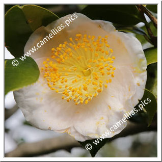 Camellia Camellia Japonica de Higo 'Takasago'