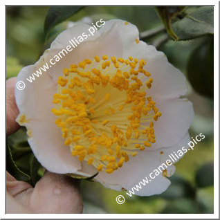 Camellia Higo Camellias 'Takasago'