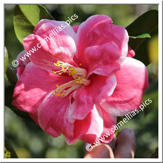 Camellia Japonica 'Takumi'