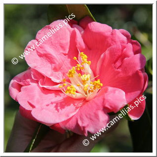 Camellia Japonica 'Takumi'