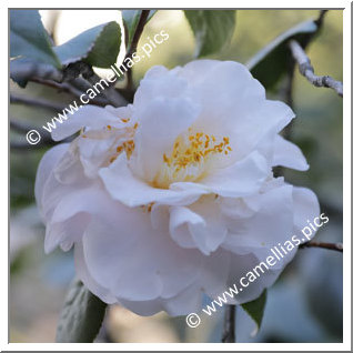 Camellia Japonica 'Tallahassee Girl'