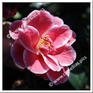 Camellia Japonica 'Tama Americana '