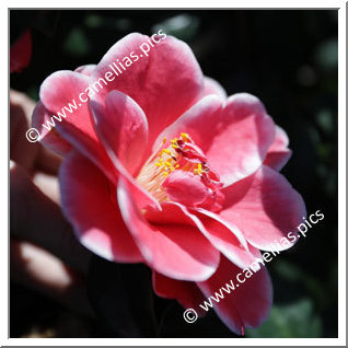 Camellia Japonica 'Tama Americana '