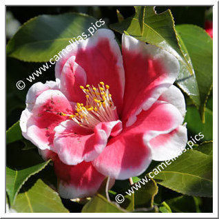 Camellia Japonica 'Tama-Ariake'