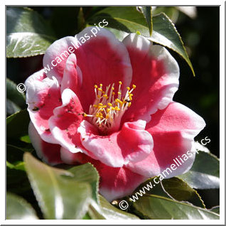 Camellia Japonica 'Tama-Ariake'