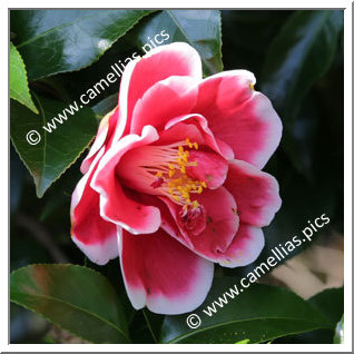 Camellia Japonica 'Tama-Ariake'