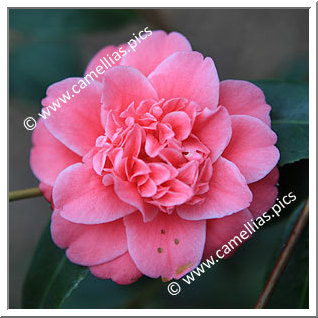 Camellia Japonica 'Tama Bambino'
