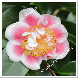 Camellia Japonica 'Tama Beauty'
