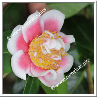 Camellia Japonica 'Tama Beauty'