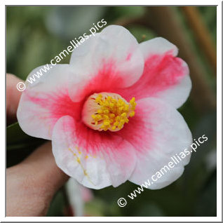 Camellia Japonica 'Tama Bell'