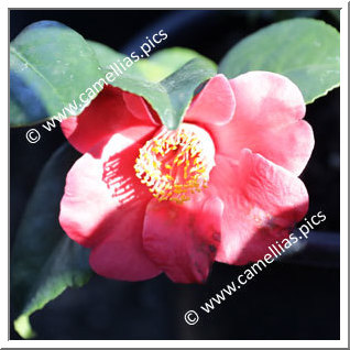 Camellia Japonica 'Tama Electra'