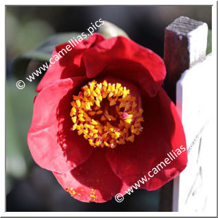 Camellia Japonica 'Tama Electra'