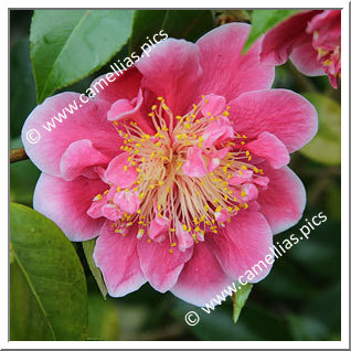Camellia Japonica 'Tama Glitters'