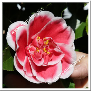 Camellia Japonica 'Tama-Hizen'