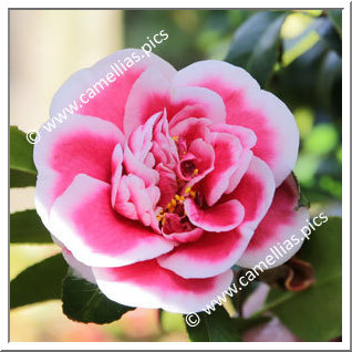 Camellia Japonica 'Tama-Hizen'