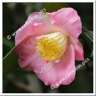 Camellia Japonica 'Tama-ikari'