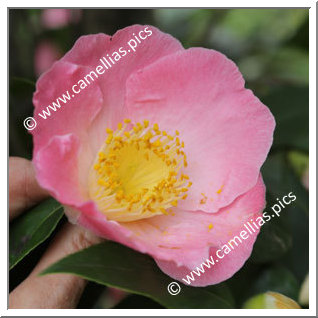 Camellia Japonica 'Tama-ikari'