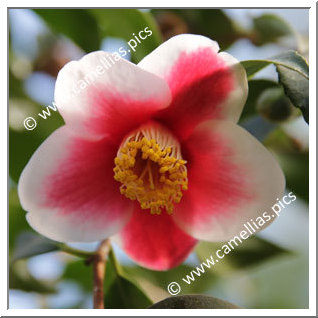 Camellia Japonica 'Tama-no-ura'