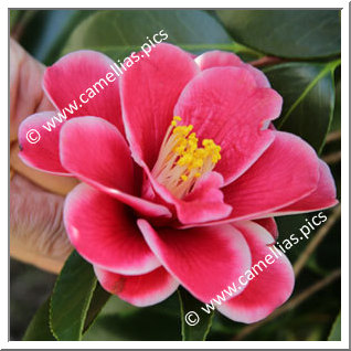 Camellia Japonica 'Tama Peacock '