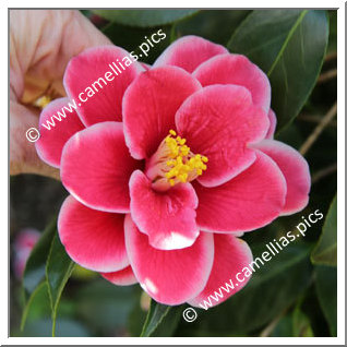 Camellia Japonica 'Tama Peacock '