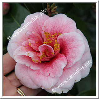 Camellia Japonica 'Tama Vino'