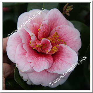 Camellia Japonica 'Tama Vino'