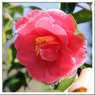 Camellia Japonica 'Tama-no-yae-akebono'