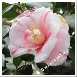 Camellia Japonica 'Tamadare'
