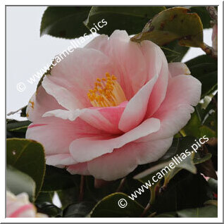 Camellia Japonica 'Tamadare'