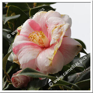 Camellia Japonica 'Tamadare'