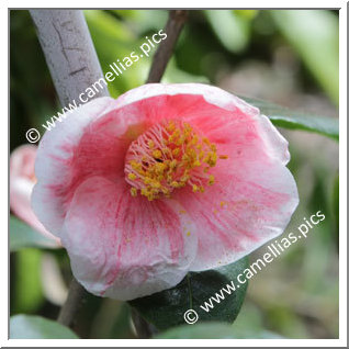Camellia Japonica 'Tamagasumi'