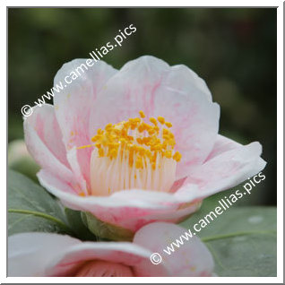 Camellia Japonica 'Tamagasumi'