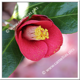 Camellia Japonica 'Tamasaburô'