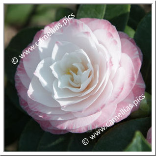 Camellia Japonica 'Tammia'