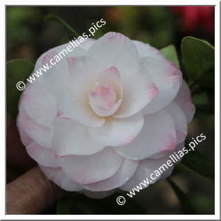 Camellia Japonica 'Tammia'