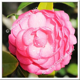 Camellia Hybrid 'Tamzin Coull'