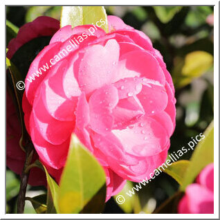 Camellia Hybride 'Tamzin Coull'