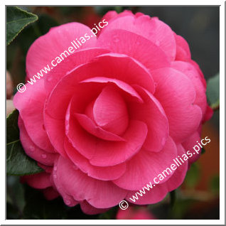 Camellia Hybrid 'Tamzin Coull'