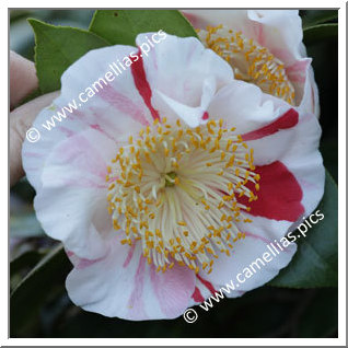 Camellia Higo Camellias 'Tanchô'