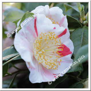 Camellia Higo Camellias 'Tanchô'
