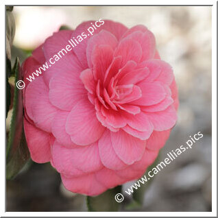 Camellia Japonica 'Targioni Rosea'