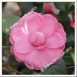 Camellia Japonica 'Targioni Rosea'