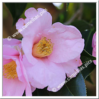 Camellia Wabisuke 'Tarôkaja'