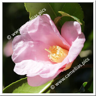 Camellia Wabisuke 'Tarôkaja'