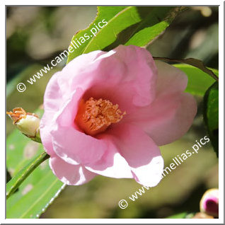 Camellia Wabisuke 'Tarôkaja'