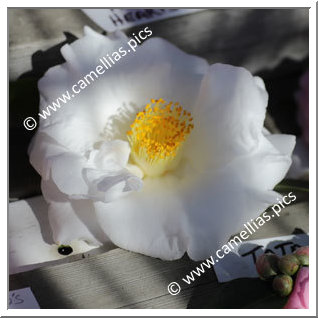 Camellia Japonica 'Tata'