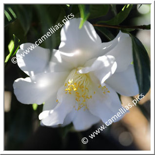 Camellia Japonica 'Tata'