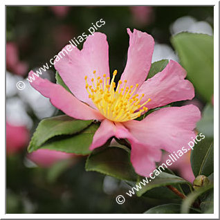 Camellia Sasanqua 'Tatsutagawa'
